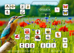 . Animaux volants et Oiseaux